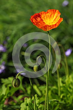 Golden poppy flower in garden, spring season nature detail photo