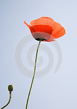 Poppy flower over blue sky