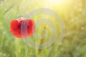 Poppy flower or papaver on green background with the light