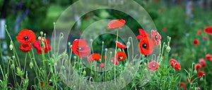 Poppy flower - Papaver orientate photo