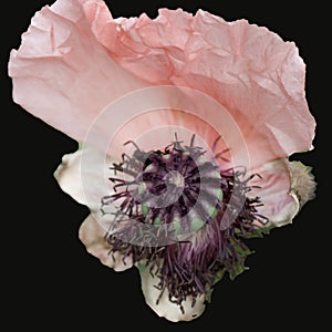 Poppy flower - Papaver rhodeas - with one petal and pistil with seeds of a withering rose poppy flower - Papaver rhodeas