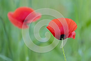 Poppy flower or papaver rhoeas poppy with the light. Flowers poppies blossom on wild field. Remembrance day concept. Horizontal re