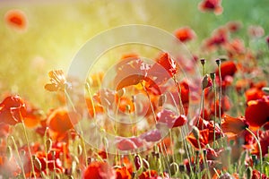 Poppy flower or papaver rhoeas poppy with the light photo