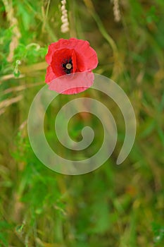 Poppy flower or papaver rhoeas symbol of Remembrance Day with copy space
