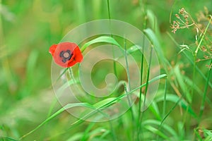 Poppy flower or papaver rhoeas symbol of Remembrance Day with copy space