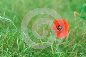 Poppy flower or papaver rhoeas symbol of Remembrance Day with copy space