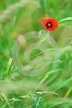 Poppy flower or papaver rhoeas symbol of Remembrance Day with copy space