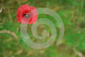 Poppy flower or papaver rhoeas symbol of Remembrance Day with copy space