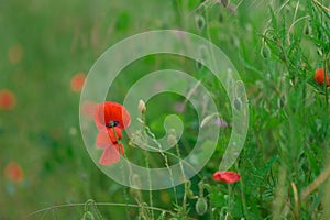 Poppy flower or papaver rhoeas symbol of Remembrance Day with copy space