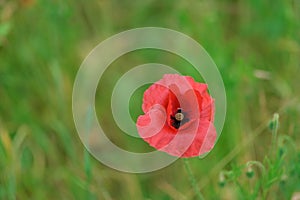 Poppy flower or papaver rhoeas symbol of Remembrance Day with copy space