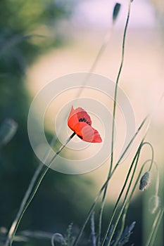 Poppy flower (Papaveraceae) close-up