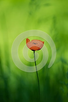 Poppy flower (Papaveraceae)