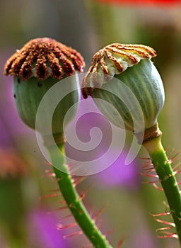 Poppy flower pods