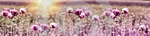 Poppy flower, purple poppy flower at sunset in meadow