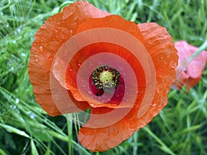 Poppy flower with raindrops