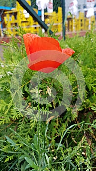 Poppy flower