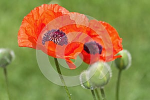 Poppy flower