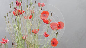 Poppy flower red dew winter water drops foggy weather