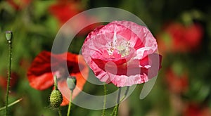 Poppy flower with red petals photo