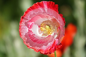 Poppy flower with red petals photo