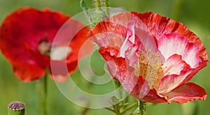 Poppy flower with red petals photo