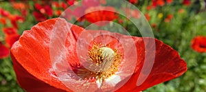 Poppy flower with red petals photo