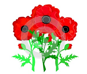 Poppy flower. Red poppies isolated on white background