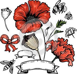 Poppy flower. Red poppies isolated on white background