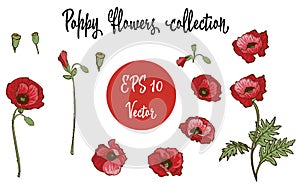 Poppy flower. Red poppies isolated on white background. Vector illustration.