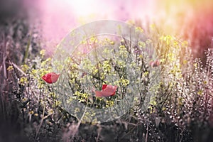Poppy flower - red poppy flower and yellow flower in beautiful meadow