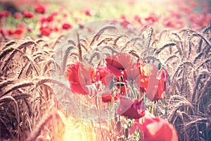 Poppy flower, red poppy flowers in wheat field - beautiful nature