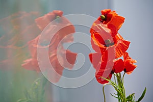 Poppy flower reflection