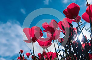 Poppy flower for Remembrance Day, Memorial Day, Anzac Day. Field of red poppy flowers to honour fallen veterans soldiers