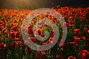 Poppy flower Remembrance Day