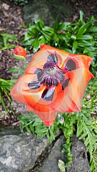 Poppy flower Riverside park gardens Guelph Ontario photo