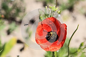 Poppy flower samosÃÂ©jka lat. PapÃÂ¡ver rhoÃÂ©as. photo