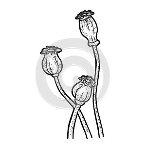 Poppy flower seed head sketch vector illustration