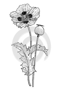 Poppy flower and seed illustration, drawing, engraving, ink, line art, vector