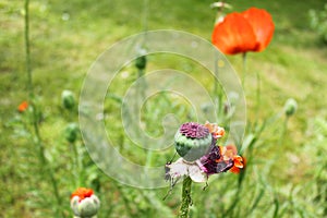 Poppy flower shaken