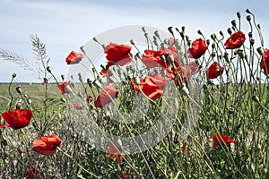 Poppy flower spring