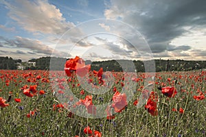 Poppy flower spring