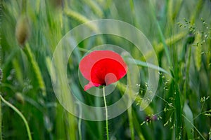 Poppy flower in spring on grass