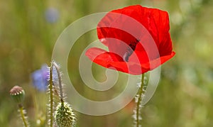 Poppy flower during summer