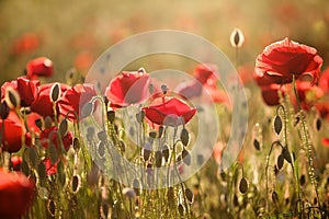 Poppy flower, summer time, red flower, sunset