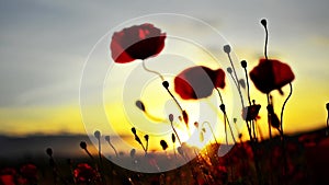 Poppy flower at sunset
