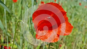 Poppy flower swings from a strong gust of wind. Poppy field in Russia. Then spikelets and grass