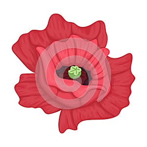 Poppy flower vector cartoon icon. Vector illustration poppy red on white background. Isolated cartoon illustration icon