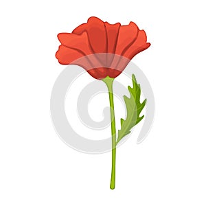 Poppy flower vector cartoon icon. Vector illustration poppy red on white background. Isolated cartoon illustration icon