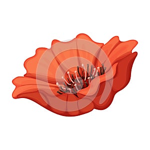 Poppy flower vector cartoon icon. Vector illustration poppy red on white background. Isolated cartoon illustration icon