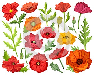 Poppy flower vector cartoon icon set . Collection vector illustration poppy red on white background. Isolated cartoon